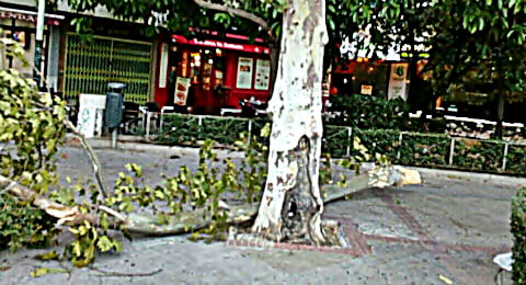Rama de un árbol rota en Gran Plaza